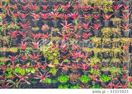 wall plants background 33355025