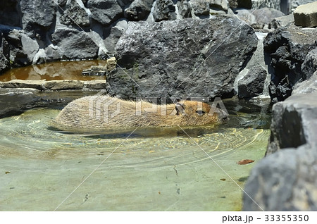 伊豆シャボテン動物公園のカピパラ 33355350