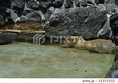 伊豆シャボテン動物公園のカピパラ 33355352