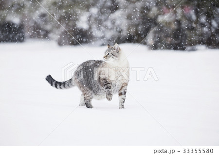 USA, Colorado, Grey cat walking in snow 33355580