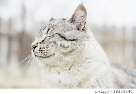 USA, Colorado, Portrait of grey cat with closed eyes 33355640