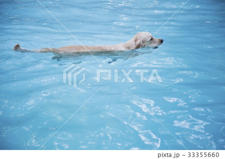 Golden retriever swimming in swimming in pool Golden retriever swimming in swimming in pool 33355660