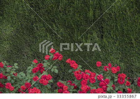 Red roses with green trees Red roses with green trees 33355867
