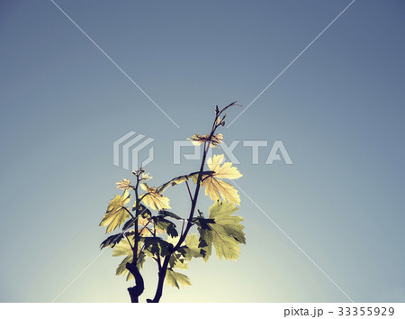 Backlit vine leaves against clear blue sky Backlit vine leaves against clear blue sky 33355929