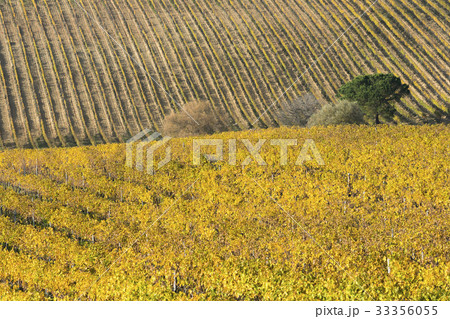 Italy, Tuscany, Torrita di Siena, Yellow vineyard fields with perspective parallel rows of grapevines 33356055
