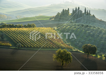 Italy, Tuscany, San Quirico D'orcia, Podere Belvedere, Green hills, olive gardens and small vineyard under rays of morning sun Italy, Tuscany, San Quirico D'orcia, Podere Belvedere, Green hills, olive gardens and small vineyard under rays of morning sun 33356056