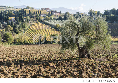 Italy, Tuscany, Montalcino, Hills and vineyards with Abbey of Sant'Antimo in distance 33356075