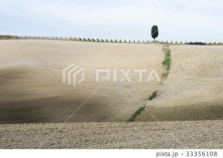 Italy, Tuscany, San Quirico D'orcia, Lonely cypress tree standing on top of gray Tuscany hill with vineyard rows 33356108