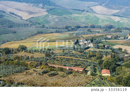 Italy, Tuscany, Montepulciano, landscape with vineyard fields, rows of olive trees, buildings and cypress alleys 33356119