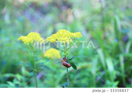 オミナエシの花 オミナエシの花 33356837