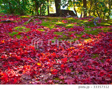 散りモミジ 33357312