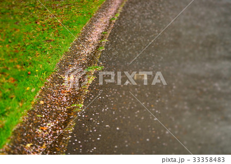 側溝にたまる桜の花びら 側溝にたまる桜の花びら 33358483