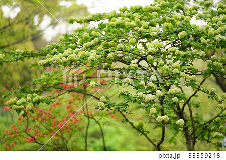 オオデマリ 33359248