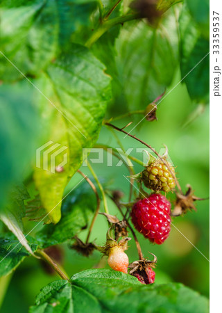 raspberries 33359537