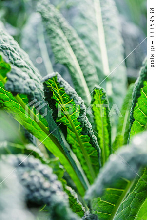 kale in the field 33359538