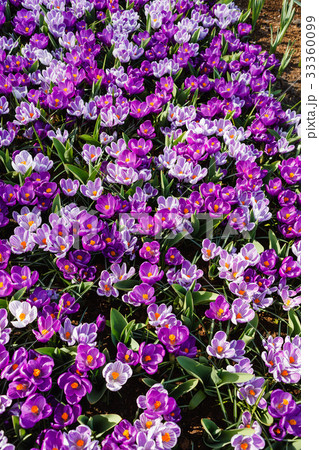 crocus flowers crocus flowers 33360099