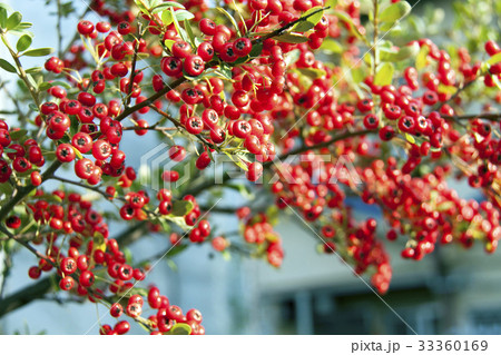 ピラカンサの赤い実 33360169