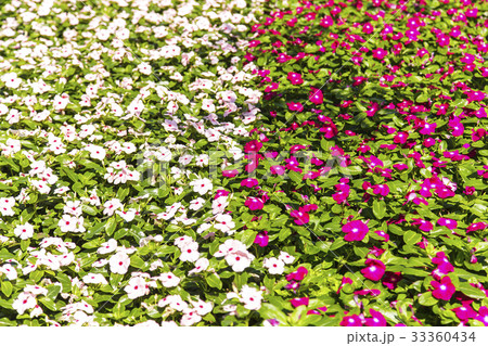 Colorful flowers 33360434