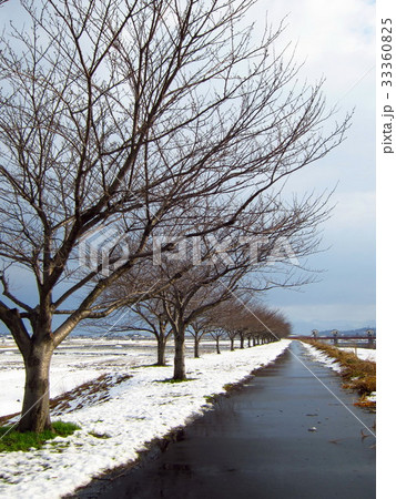 桜並木の冬景色 桜並木の冬景色 33360825