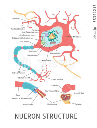 Cartoon Structure of a Neuron. Vector 33361213