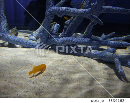 熱帯魚 33361624