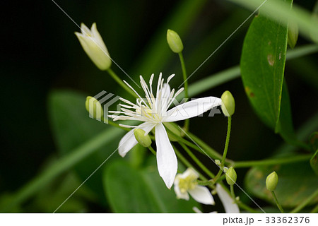 センニンソウ 33362376