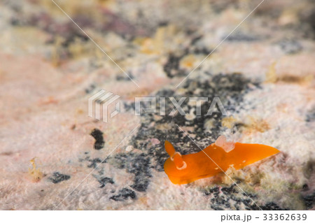 アカズキンリュウグウウミウシ 33362639
