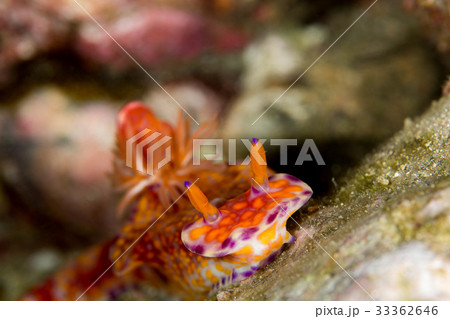 ニシキウミウシ ニシキウミウシ 33362646