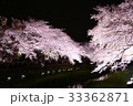 野川の夜桜 33362871