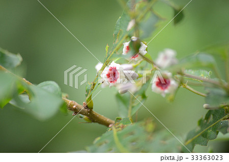 ヘクソカズラ 33363023