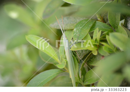 ショウリョウバッタモドキ（メス） 33363223