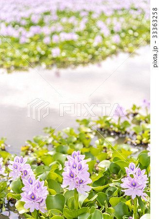 本薬師寺跡 33363258