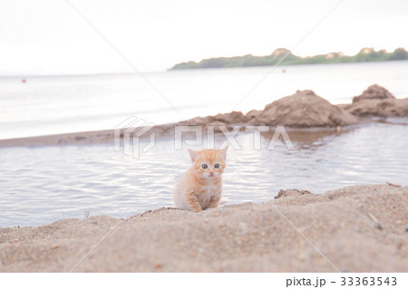 仔猫 仔猫 33363543