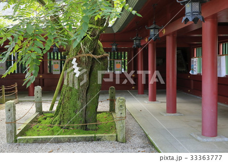 笠間稲荷界隈の風景　御神木 33363777