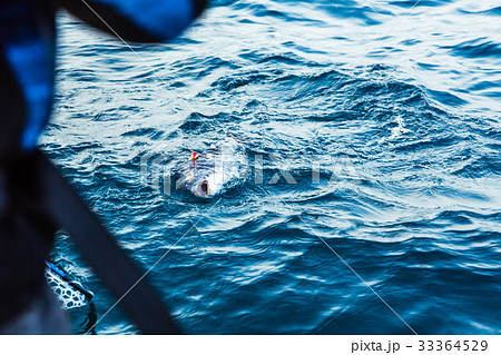 チヌ釣り チヌ釣り 33364529