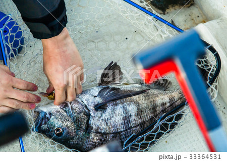 チヌ釣り チヌ釣り 33364531