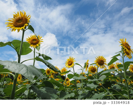 ひまわり ひまわり 33364918