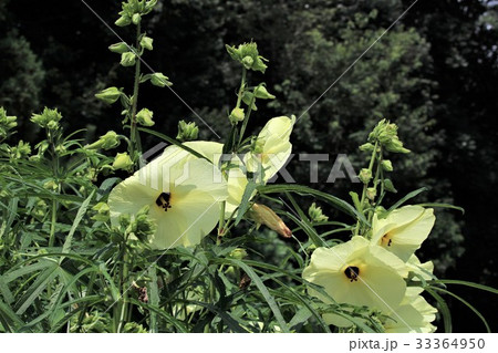 花言葉は「整然とした愛」花オクラ 33364950
