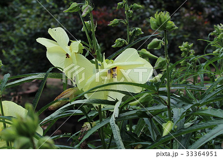 花言葉は「整然とした愛」花オクラ 花言葉は「整然とした愛」花オクラ 33364951
