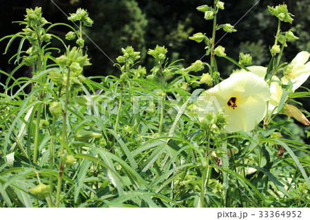花言葉は「整然とした愛」花オクラ 花言葉は「整然とした愛」花オクラ 33364952