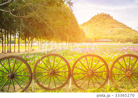 Beautiful view of pink cosmos field with wheel Beautiful view of pink cosmos field with wheel 33365270