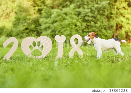 Adorable happy fox terrier dog at the park 2018 33365288