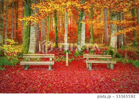 Benches on a carpet of autumn leaves 33365592