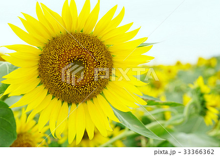 ひまわり 33366362