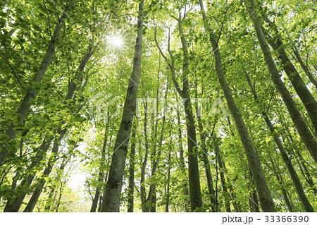 新緑の山毛欅林 33366390