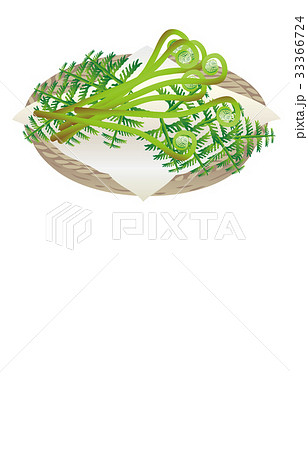 春の風物詩ぜんまい 33366724