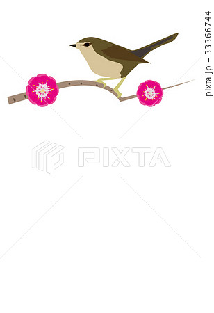 春の風物詩ウグイス 33366744