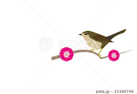 春の風物詩ウグイス 春の風物詩ウグイス 33366746