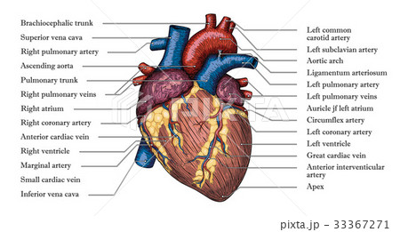 Anatomical Human heart hand drawn color poster  33367271