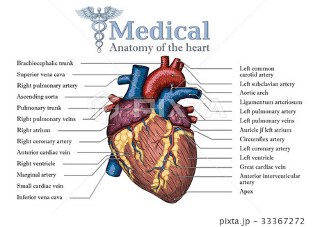 Anatomical Human heart hand drawn poster 33367272